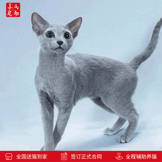 Zhuanmiao Soviet-style purebred Russian blue cat kitten live green-eyed cub domestic pet cat pedigree Russian blue cat