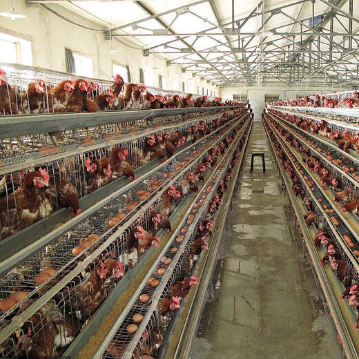 Laying hen feed full price feed chicken corn crumbs laying hen medium and large chicken household chicken food duck quail chicken feed 50Jin Jin is equal to 0.5 kg - egg production feed