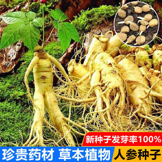Changbai Mountain ginseng seeds, wild ginseng seeds, easy to grow Chinese medicinal materials in all seasons, easy to live indoor flower pots, ginseng seeds, shipped without buds, 1 bag of selection, about 52 capsules