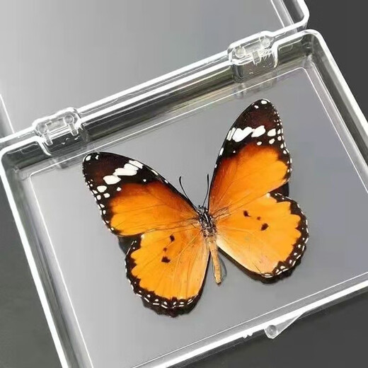 东之天地 真蝴蝶标本收藏生日礼物昆虫摆件拍照学生教学用工艺品道具摆件 金斑蝶1个（带透明盒）