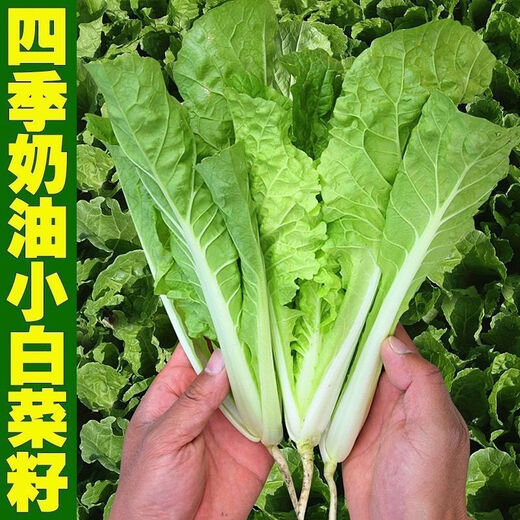 Early maturing creamy cabbage seeds. Vegetable seeds for sowing in all seasons in spring, summer and autumn. Vegetables grown in balcony fields. Planted at 15 degrees for all seasons. Creamy cabbage seeds. Selected 5 packs of about 5555 seeds.