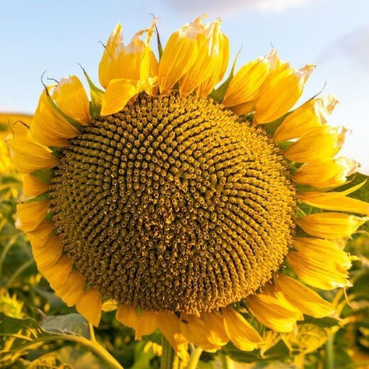 Large edible sunflower seeds melon seeds large plump sunflower seeds edible sunflower seeds promotion buy 1 get 1 free 2 packs 52 capsules