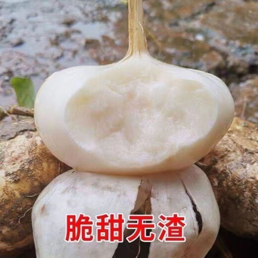 Muma Mountain Sweet Potato Seeds, White Sweet Potato Seeds, Cold Potato Seeds, Muma Mountain Sweet Potato Seeds, Selected Grains, 5 Packs, About 250 Tablets