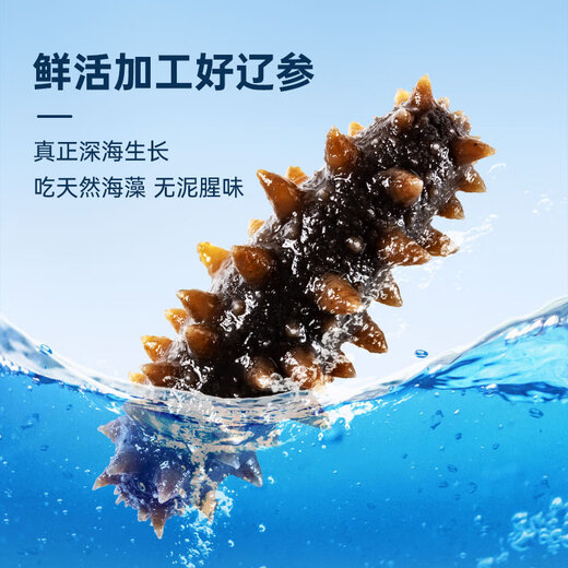 Fresh Dalian ready-to-eat sea cucumbers 1 Jin Jin equals 0.5 kg 10-16 pieces Solids 75% OCC Seafood