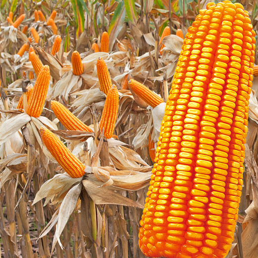 Beishu official authentic corn seeds produce tall and short big sticks, drought-resistant and lodging-resistant Zhengdan 958 nationally approved feed Sichuan hybrid Beishu nationally approved Zhengdan 958 corn seeds 4Jin Jin equals 0.5kg