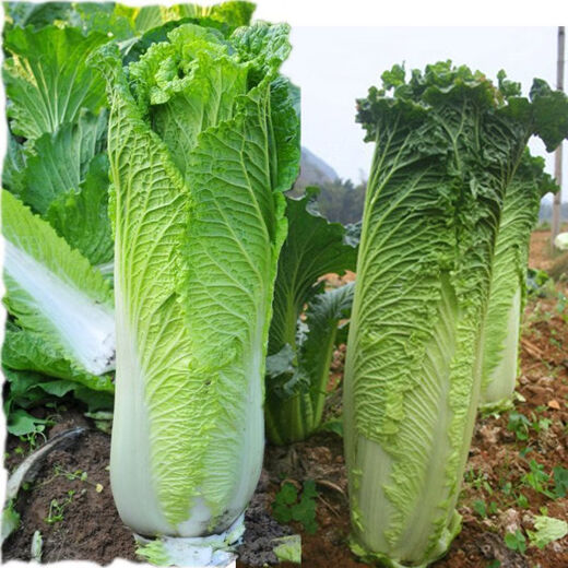 
Tianjin Daqingheat Green Leaf Cabbage Seeds, Autumn vegetables with high yield and disease resistance, Chinese cabbage seeds, high tubes, old cabbage, new seeds, Tianjin Qingheat Leaf Seeds [Recommended] Selected 10 packs, about 15,888 pills