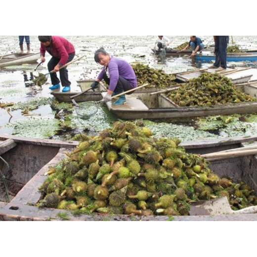 Chicken head rice seeds, gorgon seeds, aquatic plants, green plants, chicken head rice seeds, wild spiny lotus seeds, one Jin Jin is equal to 0.5 kilograms, thorny gorgon seeds, bare roots without soil