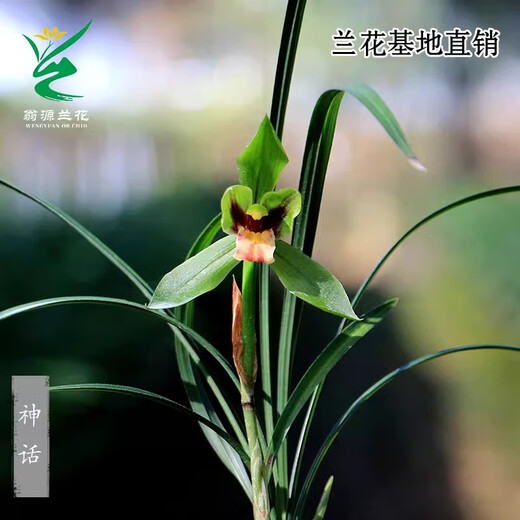 Wengyuan Orchid, Spring Orchid, Myth Thin Leaf Grass, Flower Tongue Colorful Flowers, Fresnel Buds, Strong Fragrance Green Plant Potted Plant, Myth 3 Seedlings, Large Strong Seedlings, Simple Pot Hair