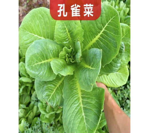 Peacock seeds are crispy, sweet and highly nutritious when eaten raw. Four-season Roma upright lettuce seeds are potted balcony vegetable seeds. Salad purple leaf lettuce seeds are packed in a pack of 1500.