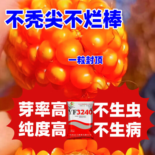 2025 national-approved corn seeds with stable yield, short stems, large stems, disease resistance, insect resistance, lodging resistance, mature live stems, abundant land and affordable, 22,000 grains in 5 acres of land, large growers