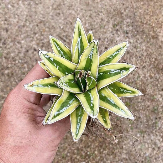 辉山龙舌兰  多肉植物 庭院绿植盆栽花卉沙生植物 世之雪10-15厘米左右