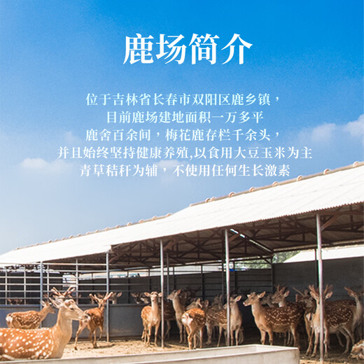 Yongcheng high-quality fresh sika deer antler prunes, deer farm direct sales, sliceable 2025 first stubble antler fresh with blood, 841 grams of fresh sika deer antler