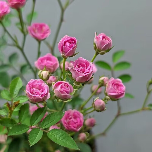 Green Silk Ribbon Super Micro Rose Mini Rose Potted Flowers Four Seasons Blooming Multi-headed and Cold-resistant Balcony Courtyard Indoor Green Plant Flowers Super Micro Rose Seedlings Original Pot Soil 1 Pot