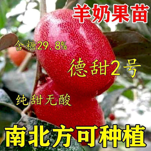 Goat milk fruit seeds are potted and planted in the ground and bear fruit in the current year. Goat milk fruit is winter-resistant and freeze-resistant and can be planted in all seasons in the north and south. Detian Goat milk fruit seeds are new varieties. 1 pack of selected seeds (about 50 seeds).