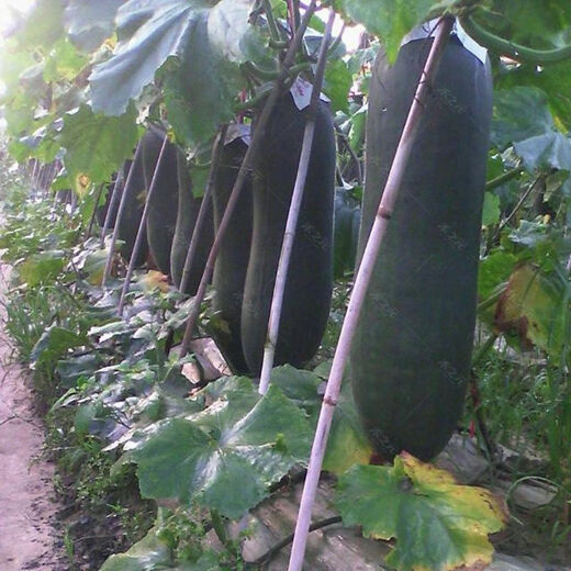 Guangdong black-skinned winter melon seeds, extra-large giant vegetable winter melon, high-yielding spring and four-season field vegetable seeds, Guangdong black-skinned winter melon seeds 30 original x2 pack