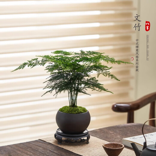 Eight-bud asparagus potted plant indoor living room Chinese Zen bonsai good to maintain green plants office decorations creative flowers Zen potted asparagus - containing melamine tray good with potted plants