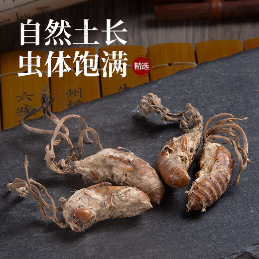 北京同仁堂原料中药饮片精选金蝉花中药材2023新货大虫草知了蝉花孢子粉草非500g克 金蝉花500g新货