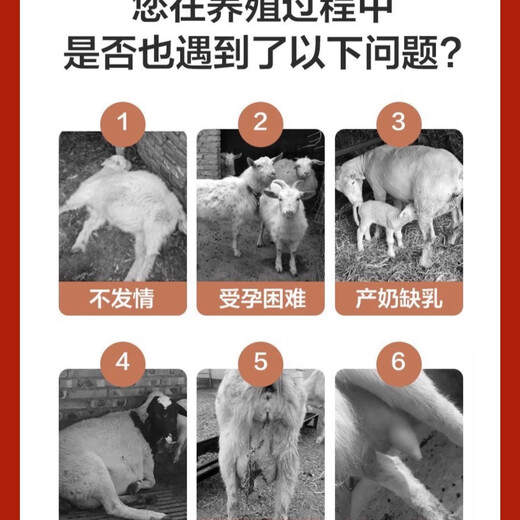 5% ewe premix Dabeinong core technology to promote estrus, protect fetus, pregnancy and pregnant ewes special trace elements 1 pack 50Jin Jin is equal to 0.5kg