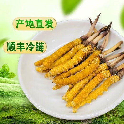 2025 frischer Cordyceps sinensis obere Periode ausgewählt frisch cordyceps Tibet frisch Cordyceps 0,7 Gramm pro Packung von 50 Teilen