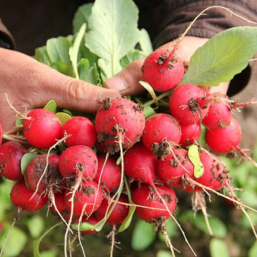 Four seasons popular radish seeds, radish seeds, balcony four-season potted vegetable seeds, red cherry radish seeds, 1 pack, about 300 pieces