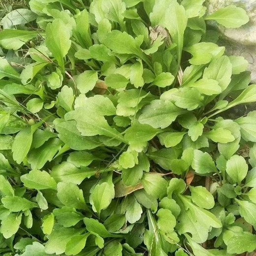 Wild Malantou seeds, edible wild vegetables, easy to sow in all seasons, balcony potted plants, purslane, wild Malantou seeds, 500 capsules + germination fertilizer