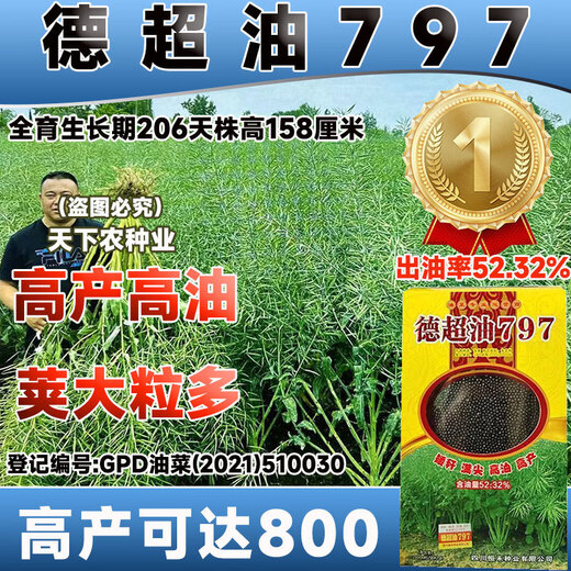 Stable-yielding short-stem Dechao Oil 797 hybrid stable-yielding rapeseed short-stem cold-resistant and lodging-resistant early-maturing oil with strong fragrance short-stem high-oil hybrid Dechao Oil 797 20,000 grains/
