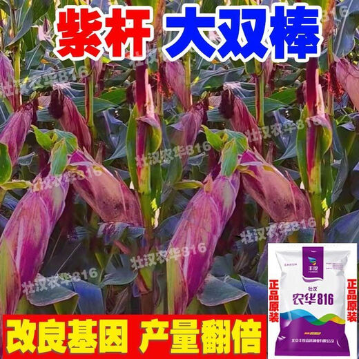 Stable-yielding dwarf corn seeds, national review twins, drought-resistant and lodging-resistant, new varieties from the Academy of Agricultural Sciences, Nonghua 816 4200 grains + 300 grains Nonghua 816 4500 grains + production increase package