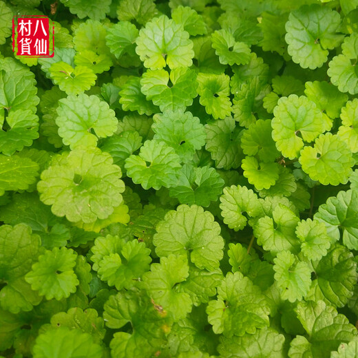 Fresh Touguxiao, freshly picked Tuuguxiao, Jieguxiao Lianqiancao, Guangxi Chinese herbal medicine Alpinia alba, freshly picked products. One Jin Jin is equal to 0.5 kg/portion.