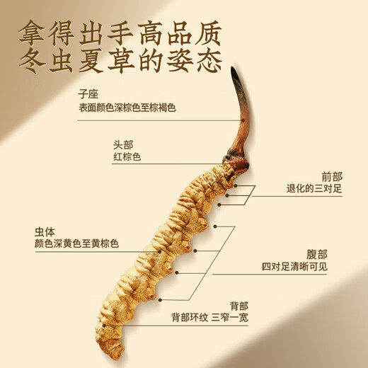同仁堂品牌冬虫夏草约4根/g1g约4根自用高端中老年营养滋补品北京同仁堂