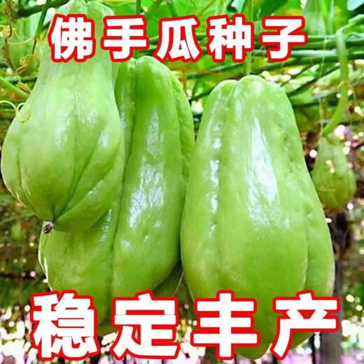 Shop Chayote Early-maturing Extra Large Chayote Vegetable Climbing High-yielding Disease-Resistant Perennial Melon Affordable Price Good Yield-80 Count-Net Seeds Chayote Seeds