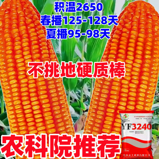 2025 national-approved corn seeds with stable yield, short stems, large stems, disease resistance, insect resistance, lodging resistance, mature live stems, abundant land and affordable, 22,000 grains in 5 acres of land, large growers