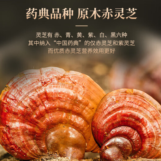 同仁堂北京同仁堂灵芝孢子粉中老年滋补端午礼盒送父母礼盒