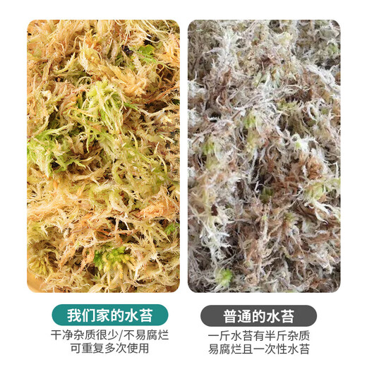 Green family sphagnum moss butterfly orchid special soil moss bodhi nutritious soil plant turtle mat material dendrobium candid planting 12L