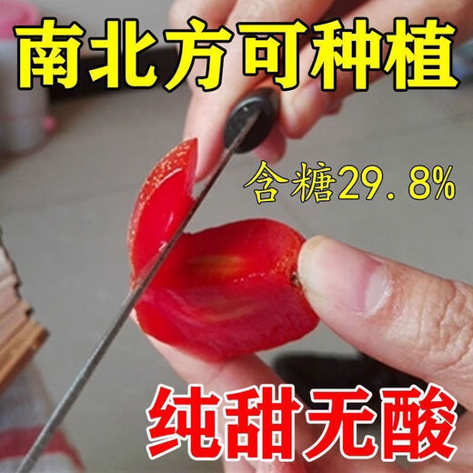 Goat milk fruit seeds are potted and planted in the ground and bear fruit in the current year. Goat milk fruit is winter-resistant and freeze-resistant and can be planted in all seasons in the north and south. Detian Goat milk fruit seeds are new varieties. 1 pack of selected seeds (about 50 seeds).