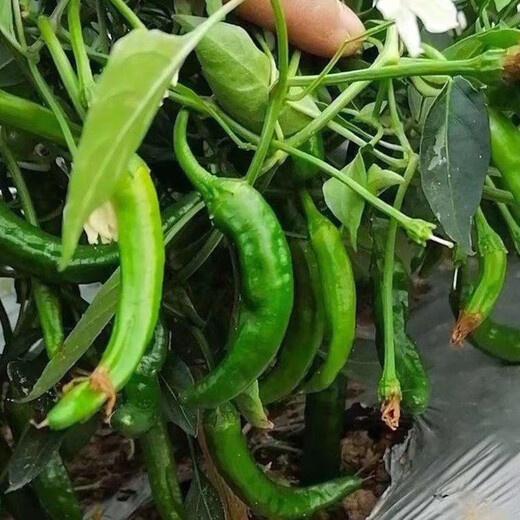 Authentic camphor tree pepper seeds, camphor tree pepper seeds, new pepper seeds, sown in spring and autumn, Zhangshu Harbor courtyard small collection, new seeds, about 608 capsules/