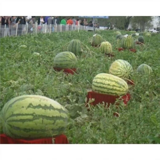 Extra large watermelon seeds, high yield, super sweet, early maturing, four seasons, giant lazy melon king, few seeds, giant dragon watermelon vegetable seeds, giant large fruit watermelon seeds (high sugar and super sweet), original factory packaging, 3 packs of exquisite products, about 150 seeds
