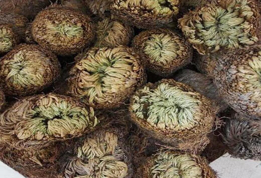 Xushansi Selaginella Nine-Death Resurrection Grass Desktop Flower Plant Bonsai Potted Rockery Combination Absorbent Stone Acorus Orchid Single Head 1 Dry Goods Soak in Water and Come to Life No Tray Included