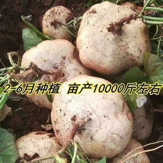 Muma Mountain Sweet Potato Seeds, White Sweet Potato Seeds, Cold Potato Seeds, Muma Mountain Sweet Potato Seeds, Selected Grains, 5 Packs, About 250 Tablets