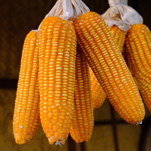 State-approved Shaanke No. 6 corn seed old variety, high-yielding agricultural field, early maturing large hybrid feed corn seed Shaanke No. 6 4400 seeds (one acre of land)