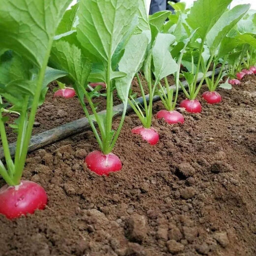 Four seasons popular radish seeds, radish seeds, balcony four-season potted vegetable seeds, red cherry radish seeds, 1 pack, about 300 pieces