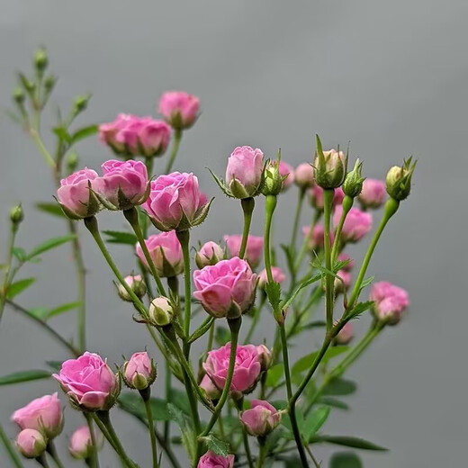 Green Silk Ribbon Super Micro Rose Mini Rose Potted Flowers Four Seasons Blooming Multi-headed and Cold-resistant Balcony Courtyard Indoor Green Plant Flowers Super Micro Rose Seedlings Original Pot Soil 1 Pot