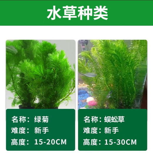 Crazy aquatic plants, aquatic plants, fish tank landscaping, aquatic plants, fish tank, aquatic plants, live aquatic landscaping package, real aquatic plants, fish grass, water orchid [colonized water purification culture bacteria] red lilac + green feather
