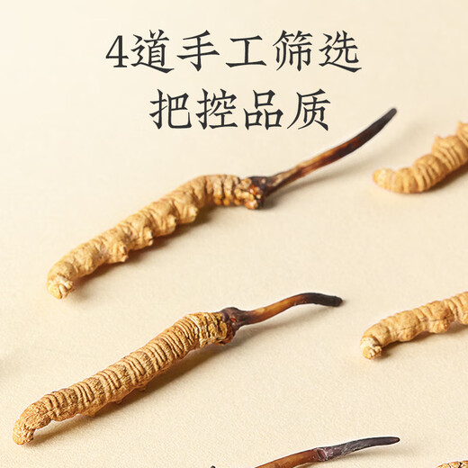 Tongrentang Brand Cordyceps sinensis alrededor de 4 raíces/G2G aproximadamente 8 raíces para personas de mediana edad y ancianos regalos nutricionales y nutritivos para la salud de Beijing Tongrentang