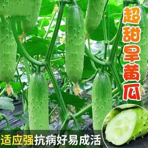 Tangshan Autumn Melon Seeds Fruit Cucumber Flower Melon Balcony Potted Plants for Four Seasons Field Use High-yielding Cucumber Vegetable Seeds Tangshan Autumn Melon Seeds Selection Two Packs About 100