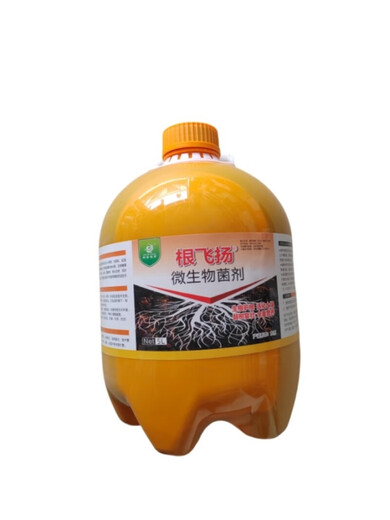Linhai's flying roots, strong old trees, weak trees, rejuvenation, treatment of dead trees, germination, root packaging, diseased tree resurrection liquid, wine red