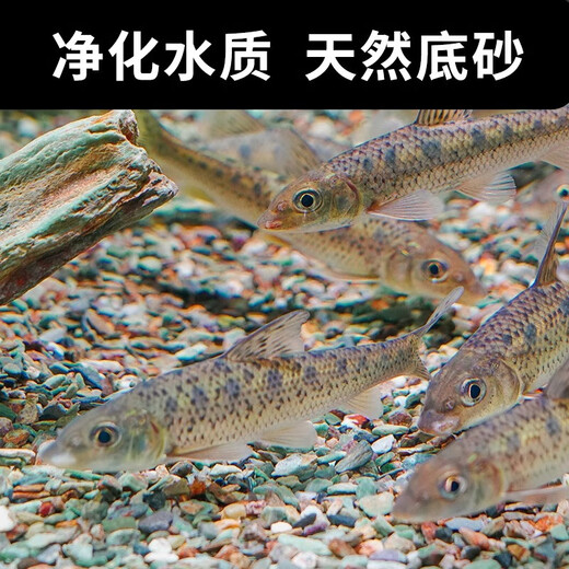 Natural original ecological stream stone bottom sand fish tank special filter paving ornaments volcanic stone landscaping main stone pebbles 20Jin Jin equal to 0.5kg packed natural stream stone (6-12mm)
