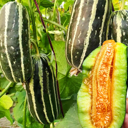 Dayu Boyang No. 9 melon seed seedlings collection, honeydew melon, eight-mile crispy melon seed old variety, Boyang No. 9 melon seedlings, 20 seedlings