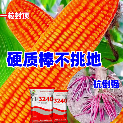 2025 national-approved corn seeds with stable yield, short stems, large stems, disease resistance, insect resistance, lodging resistance, mature live stems, abundant land and affordable, 22,000 grains in 5 acres of land, large growers