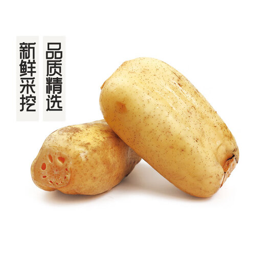 GAP certified seasonal fresh crispy lotus root 500g