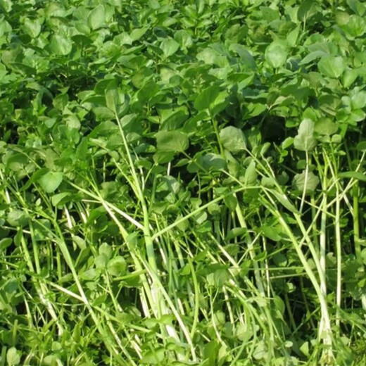 Four seasons Guangdong watercress seeds field planting aquatic balcony easy to grow live vegetable seeds watercress watercress seeds 1000 grains (2 packs) home planting